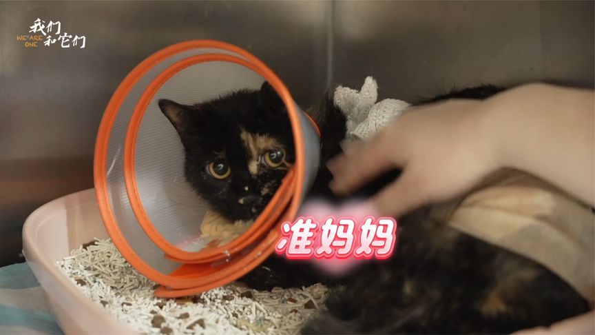 流浪孕猫肚子紧缠致命铁丝，伤口溃烂流脓，猫咪能否挺过生死劫？