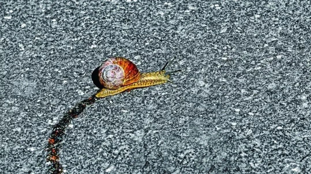 为什么蜗牛爬行后会留下银色的痕迹？