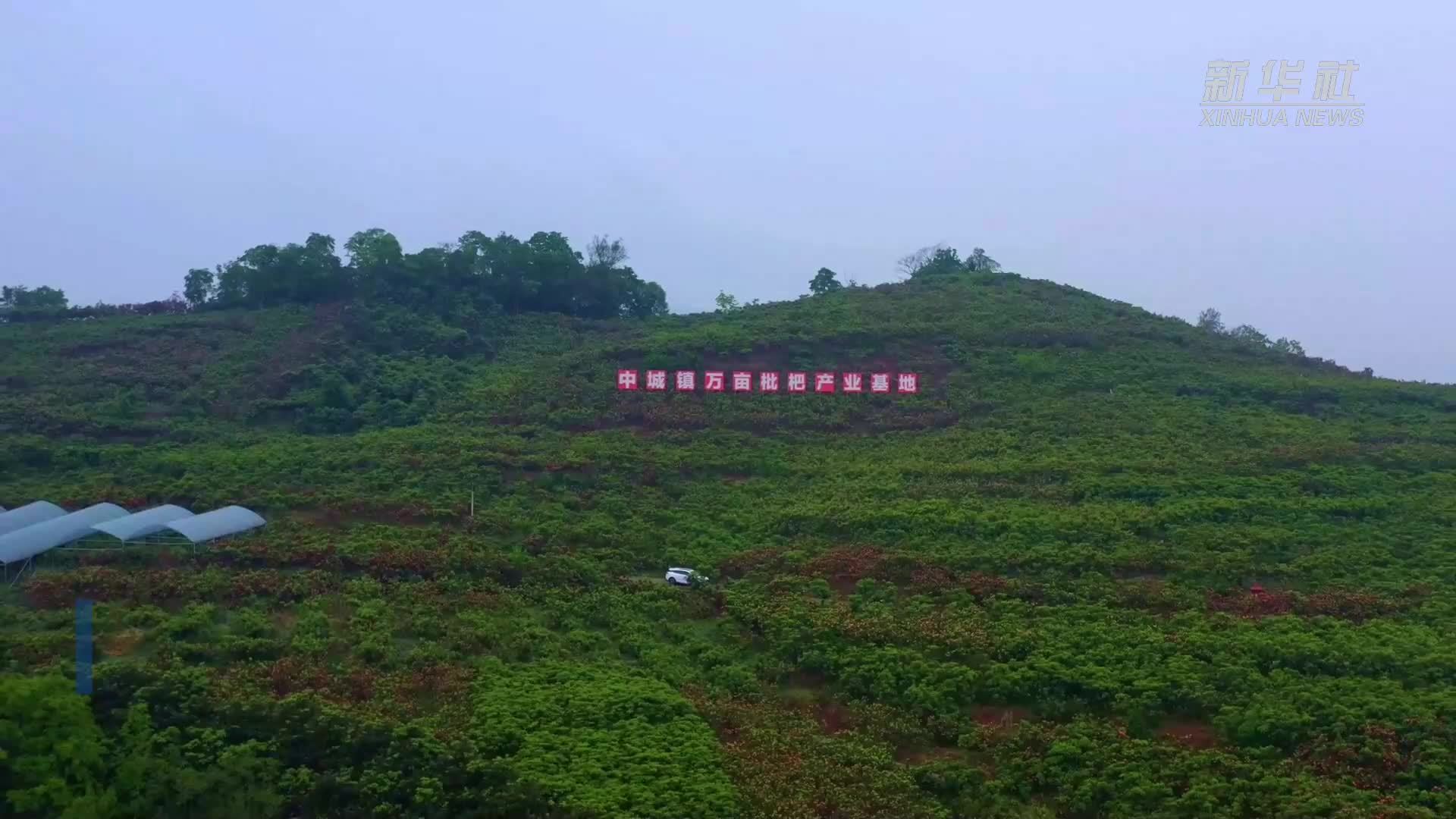 量质齐升 云南绥江万亩枇杷上市