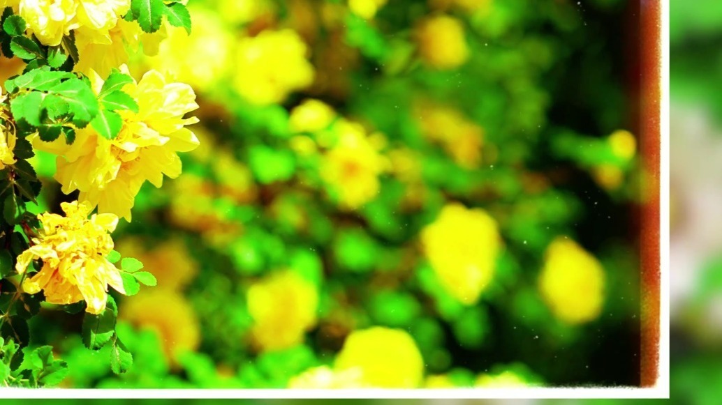 肃州花儿惊艳初夏　我想取一朵放进你心里