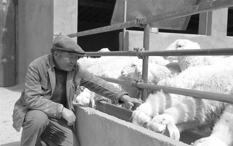 老李在喂羊
