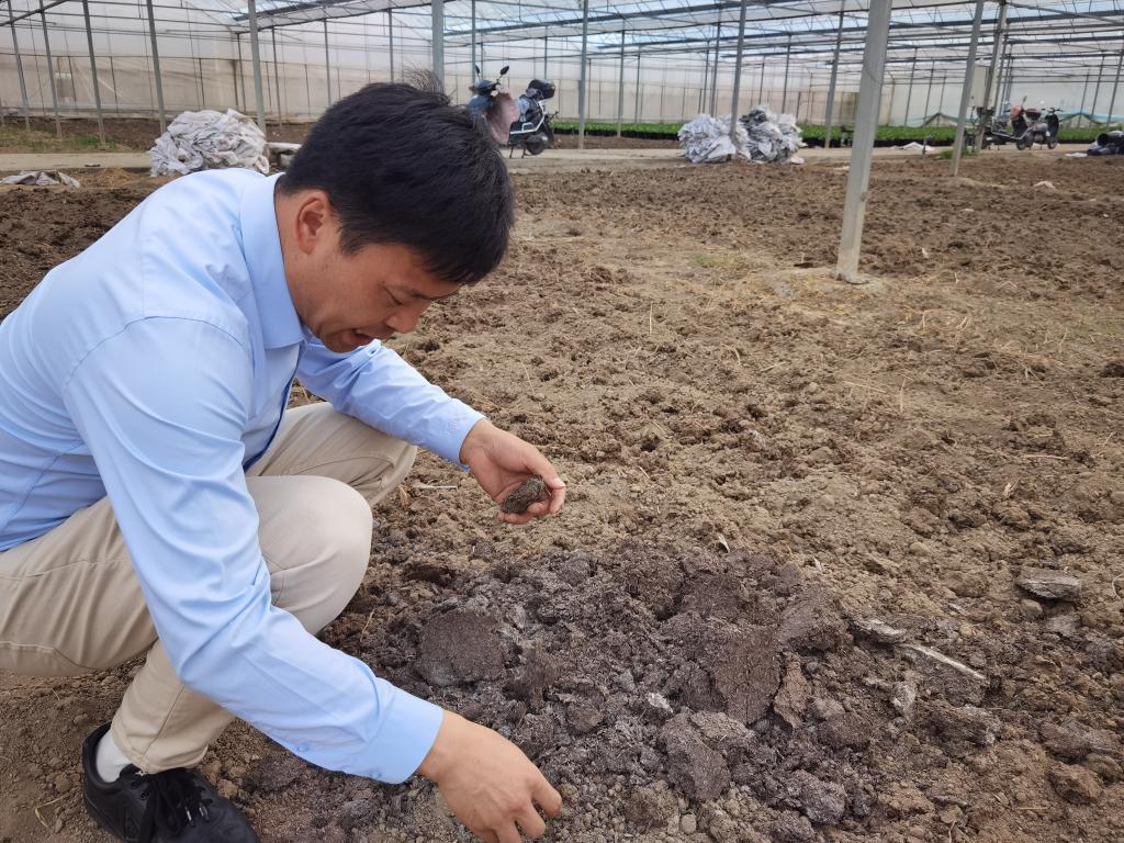徐向前在查看土壤改良的情况。新华社记者 朱旭东 摄于5月14日