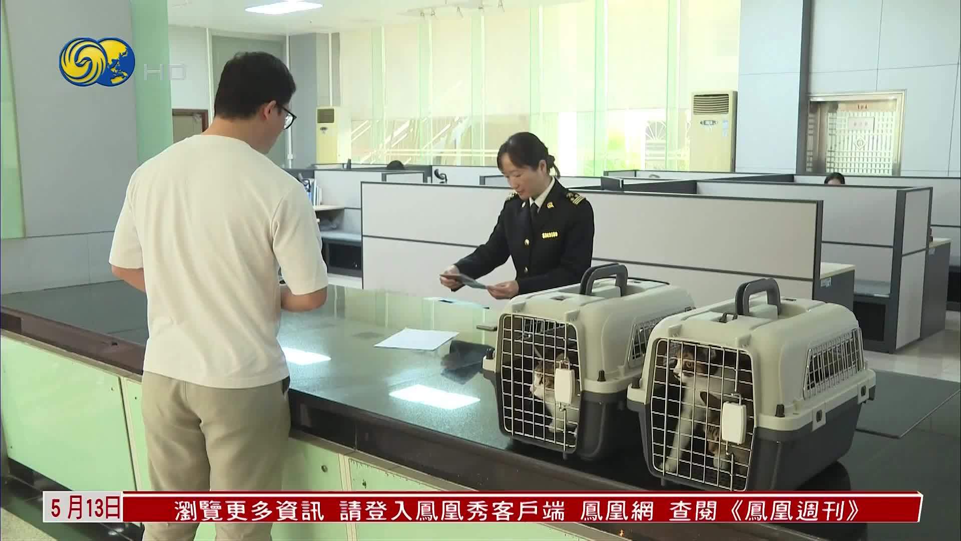 香港进口内地宠物猫狗检疫期由120天缩至30天
