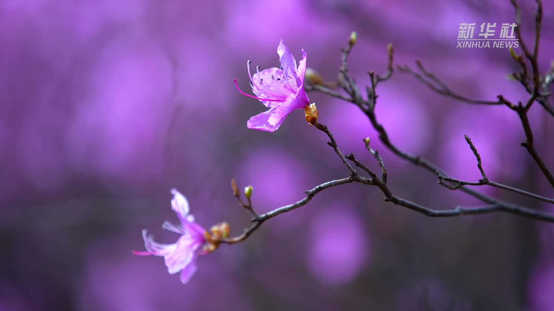 千城胜景｜翁牛特旗：万亩杜鹃花开山谷