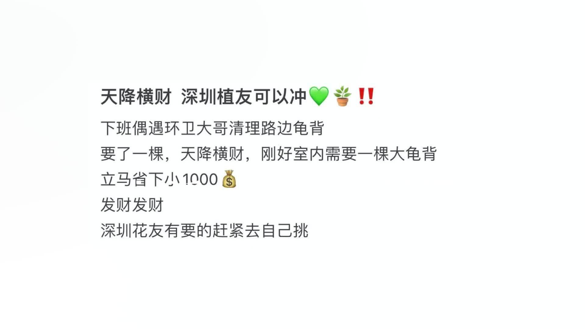 深圳园林部门回应绿化带捡龟背竹：辞退环卫工是谣言，损失由养护公司承担