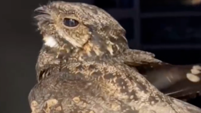 专家回应小区深夜惊现神秘怪叫：夜鹰正在唱歌求偶