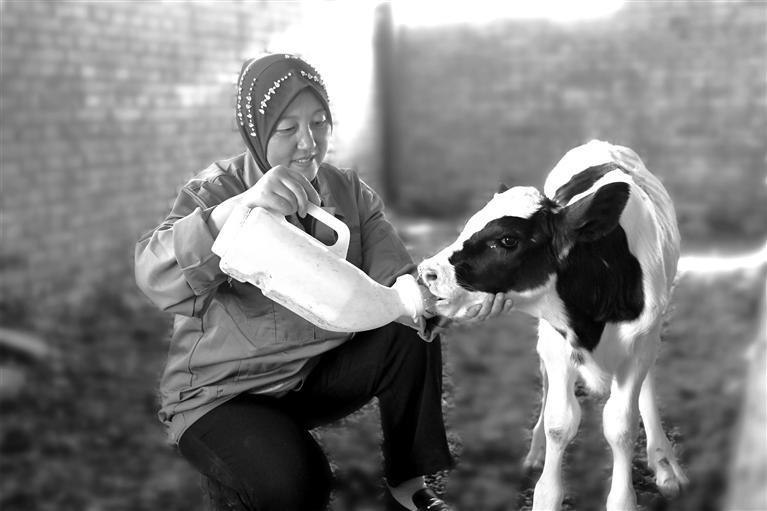 马丽萍在照顾刚出生的牛犊