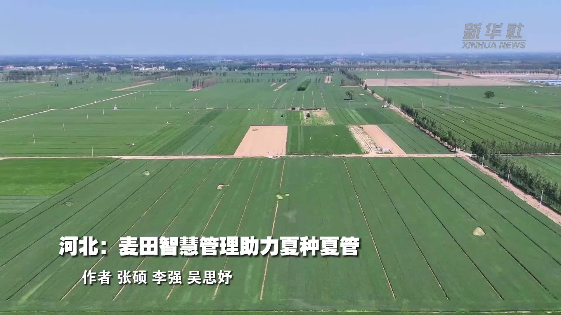 河北：麦田智慧管理助力夏种夏管