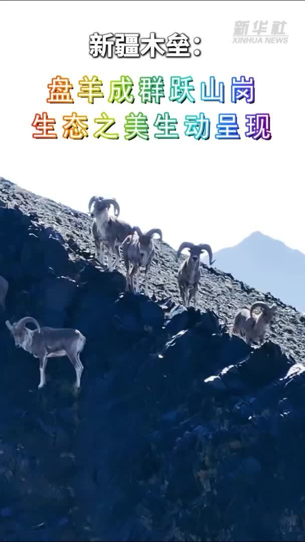 新疆木垒：盘羊成群跃山岗 生态之美生动呈现