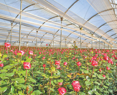 “赤道玫瑰”的跨洋之旅（中拉是天然合作伙伴）