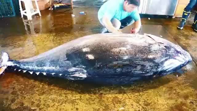 500斤蓝鳍金枪鱼刚到港口，现场切割生鱼片！这条鱼实在太大了