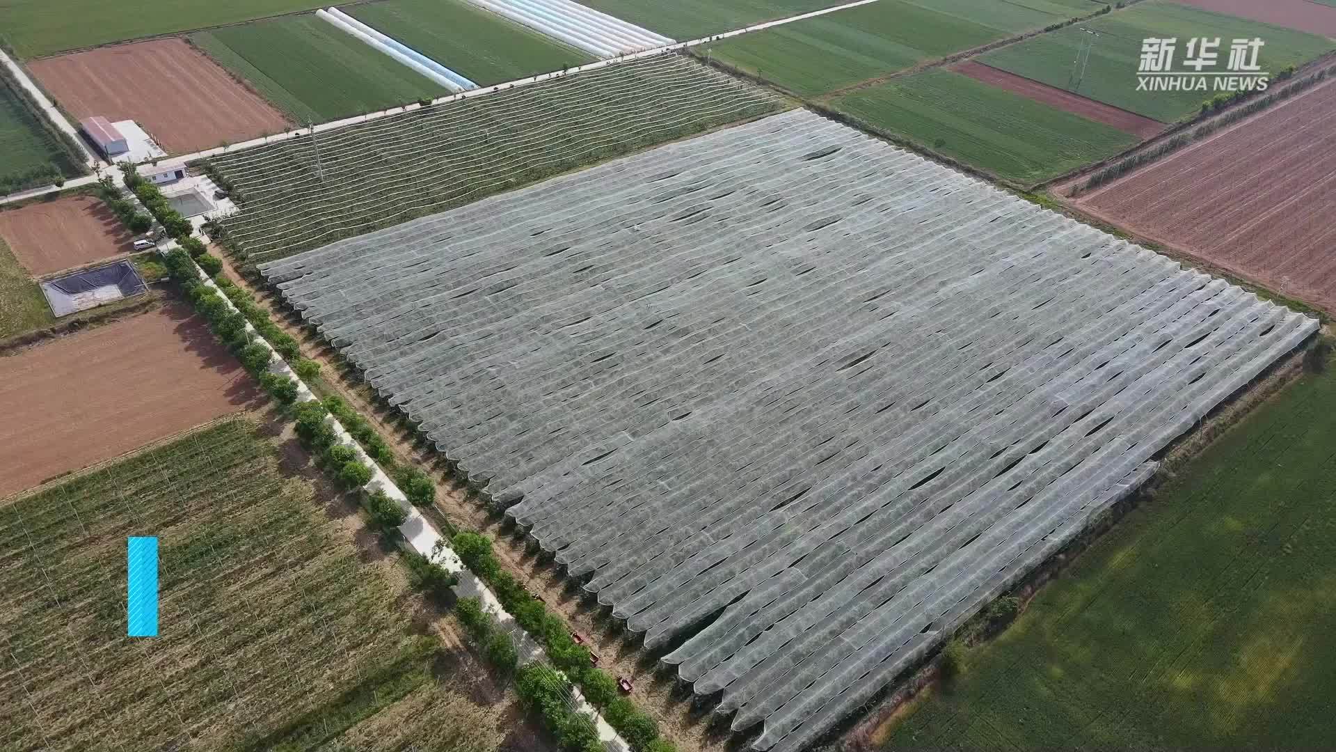 陕西千阳：打好果园抗旱保果攻坚战