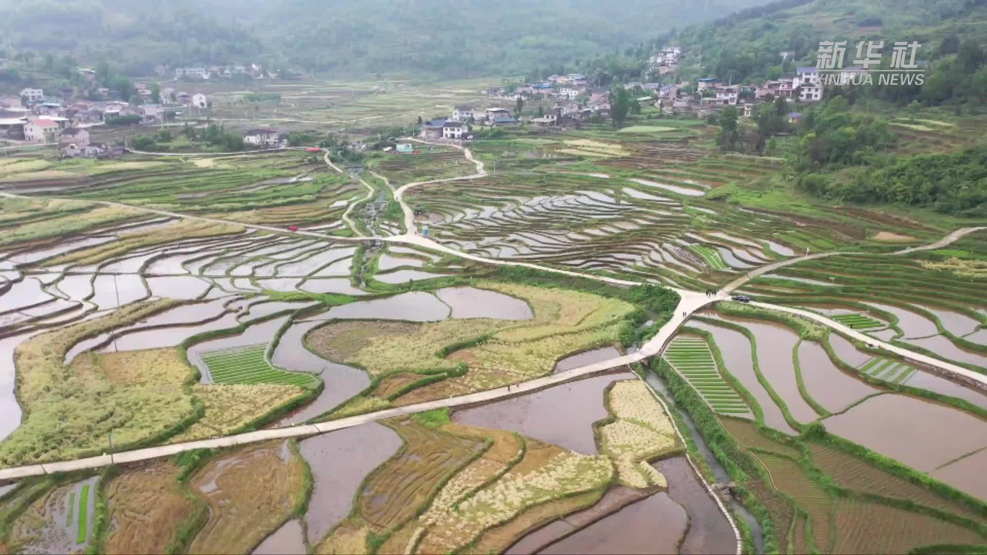 贵州余庆：趣味农事庆开犁