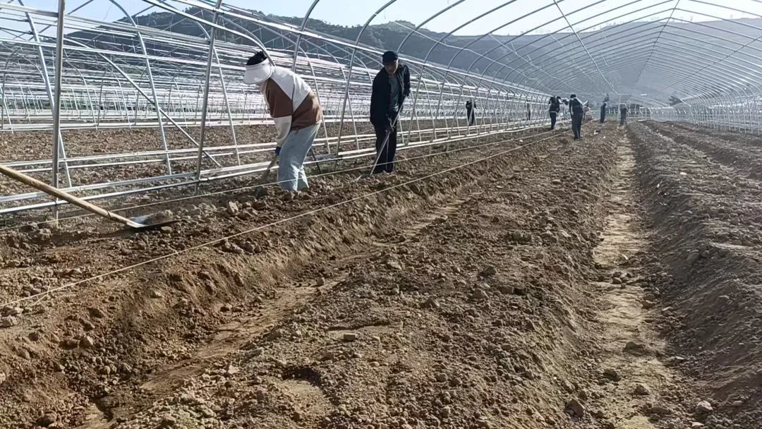 “棚”勃向上好钱景　华亭绘出村集体经济“兴”画卷