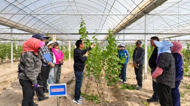 农技志愿服务队志愿者在葡萄种植基地为果农现场示范培训