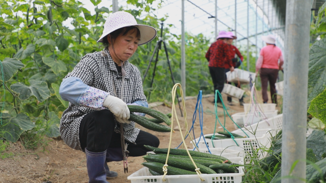 安远再添3个粤港澳大湾区“菜篮子”生产基地