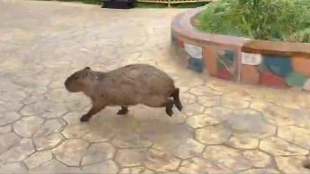 动物园追加米和蛋，悬赏水豚线索：网友吐槽我们奖励太少