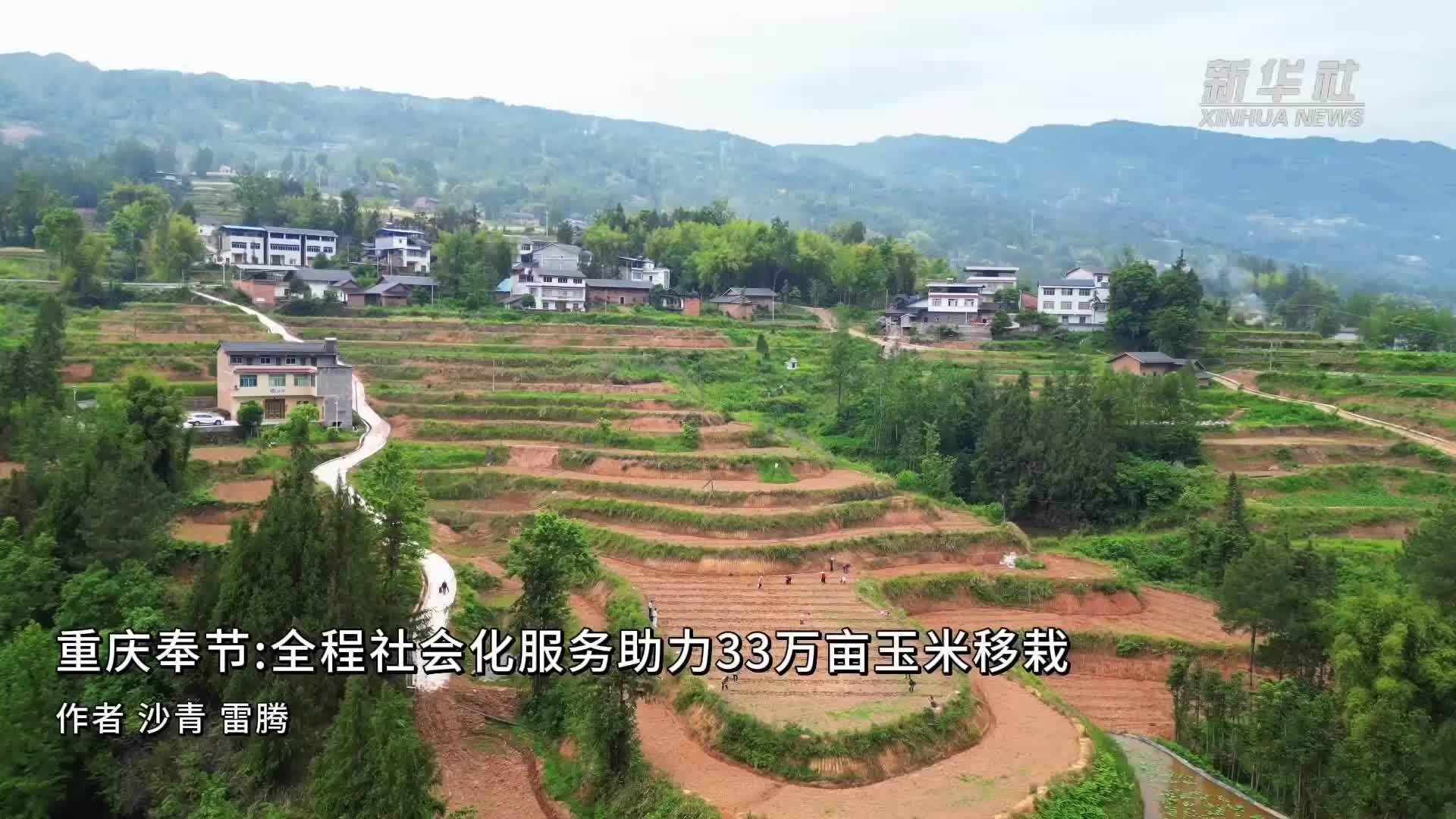 重庆奉节：全程社会化服务助力33万亩玉米移栽