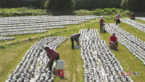 工人在采收黑木耳