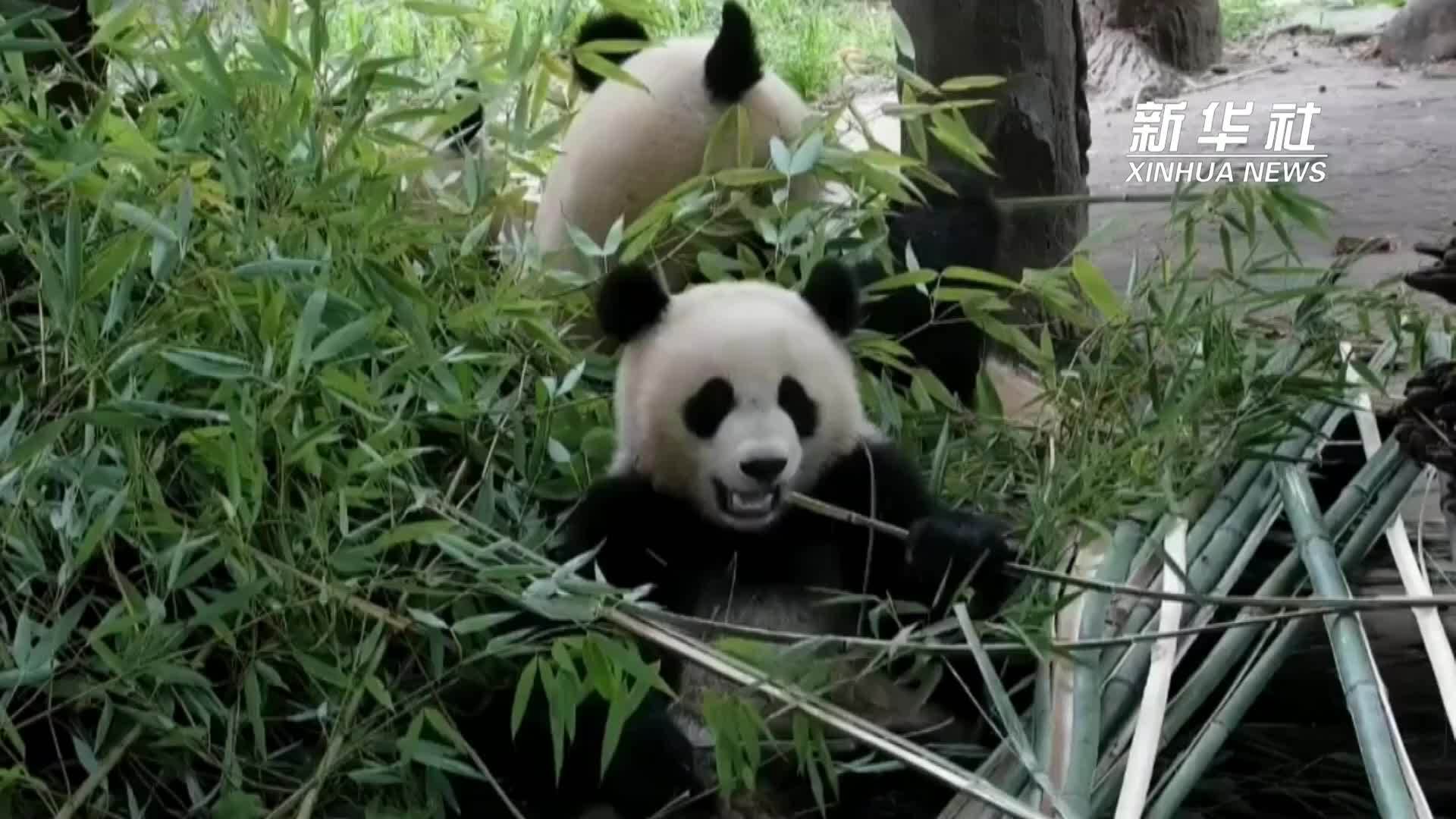 初夏竹荫小憩 软萌啃竹时光