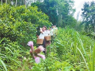 游客在采摘茶叶