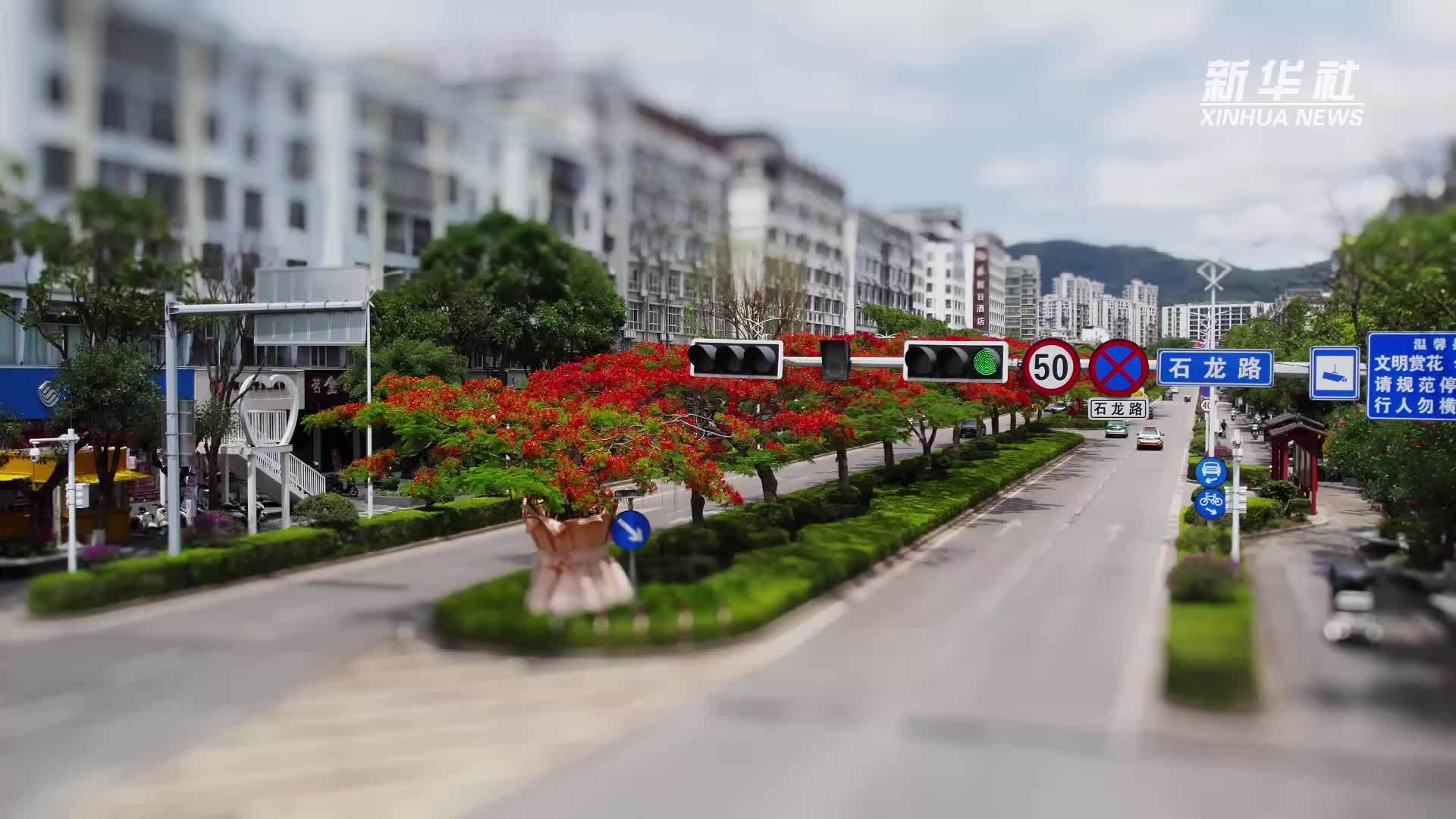 按下微缩键！移轴视角看云南普洱凤凰花开