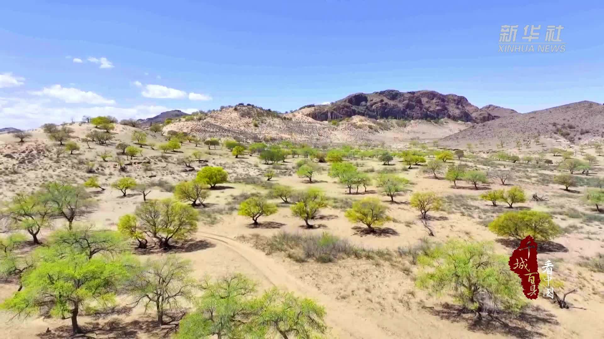 千城百县看中国|内蒙古：万亩元宝枫天然林迎来盛花期