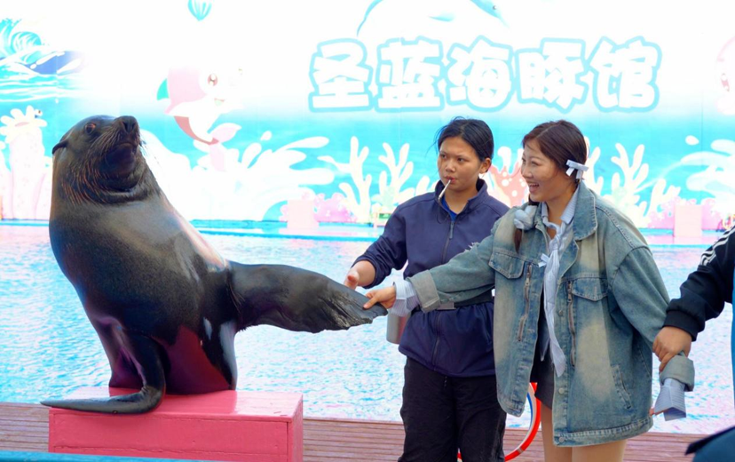 （图为圣蓝海洋公园海狮表演 栾鸿浩供图）