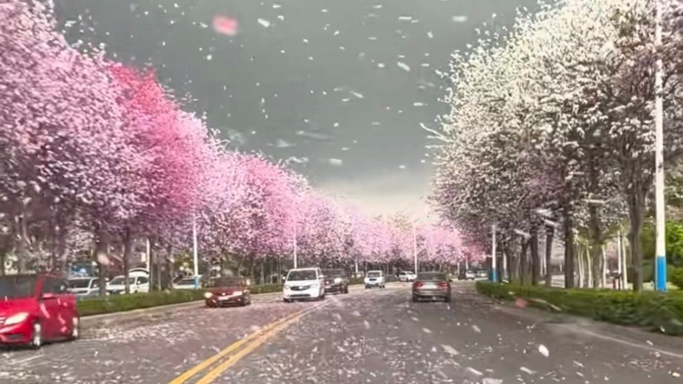 广西柳州回应“紫荆花飞舞像AI合成”：有30万株，欢迎赏花嗦粉
