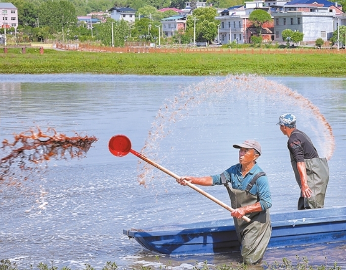 萍乡市湘东区:虾农洒泼茶枯水 等待龙虾丰收时_江西广播电视台