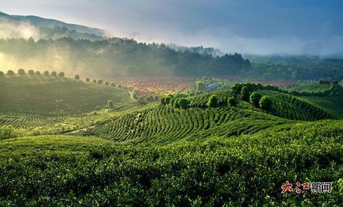 靖安县仁首周口茶园。大江网视觉江西 李强摄