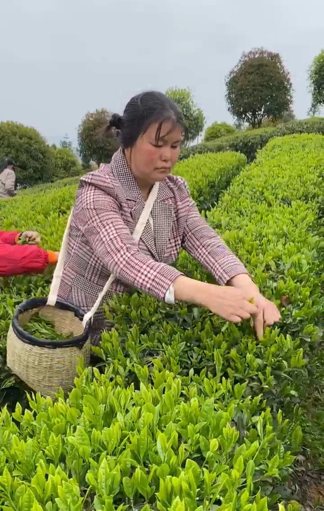 金凤正在采摘。