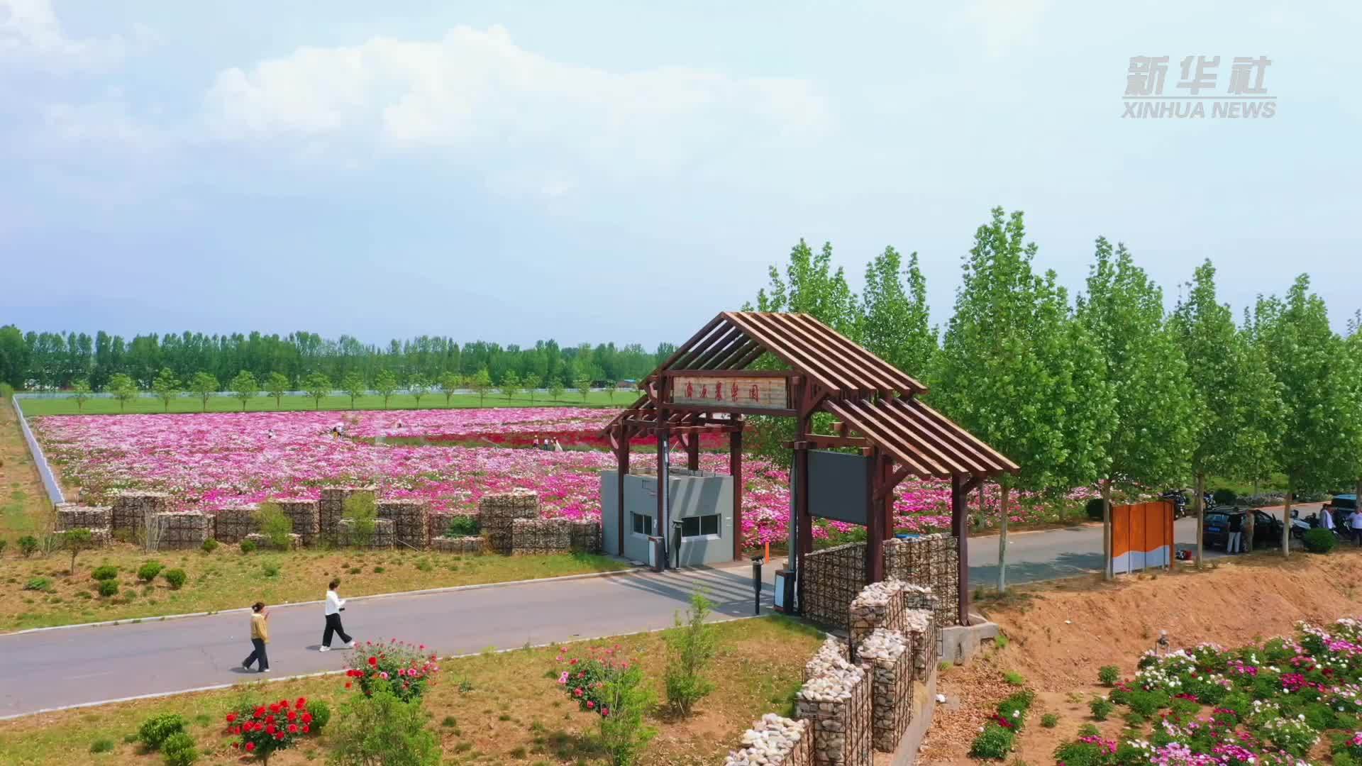 千城胜景｜芍药花开竞芳菲