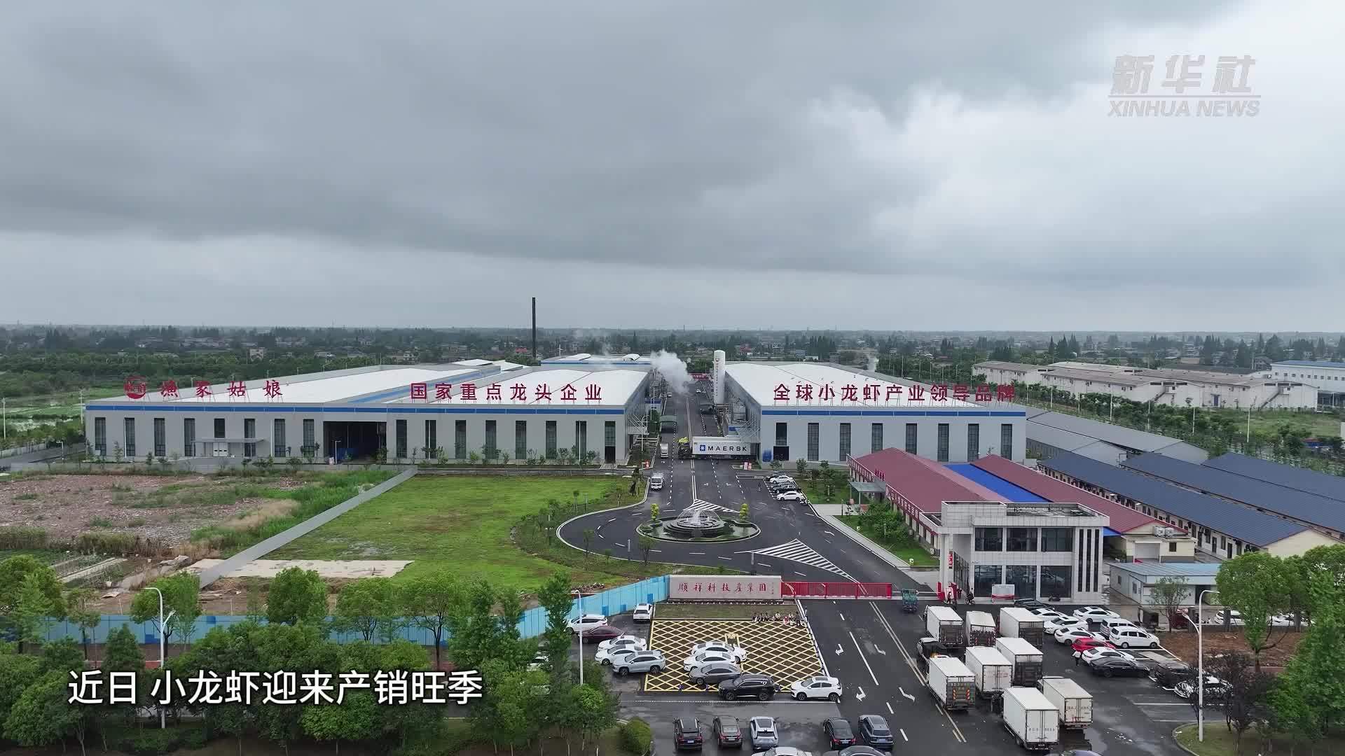 湖南南县：龙虾加工忙