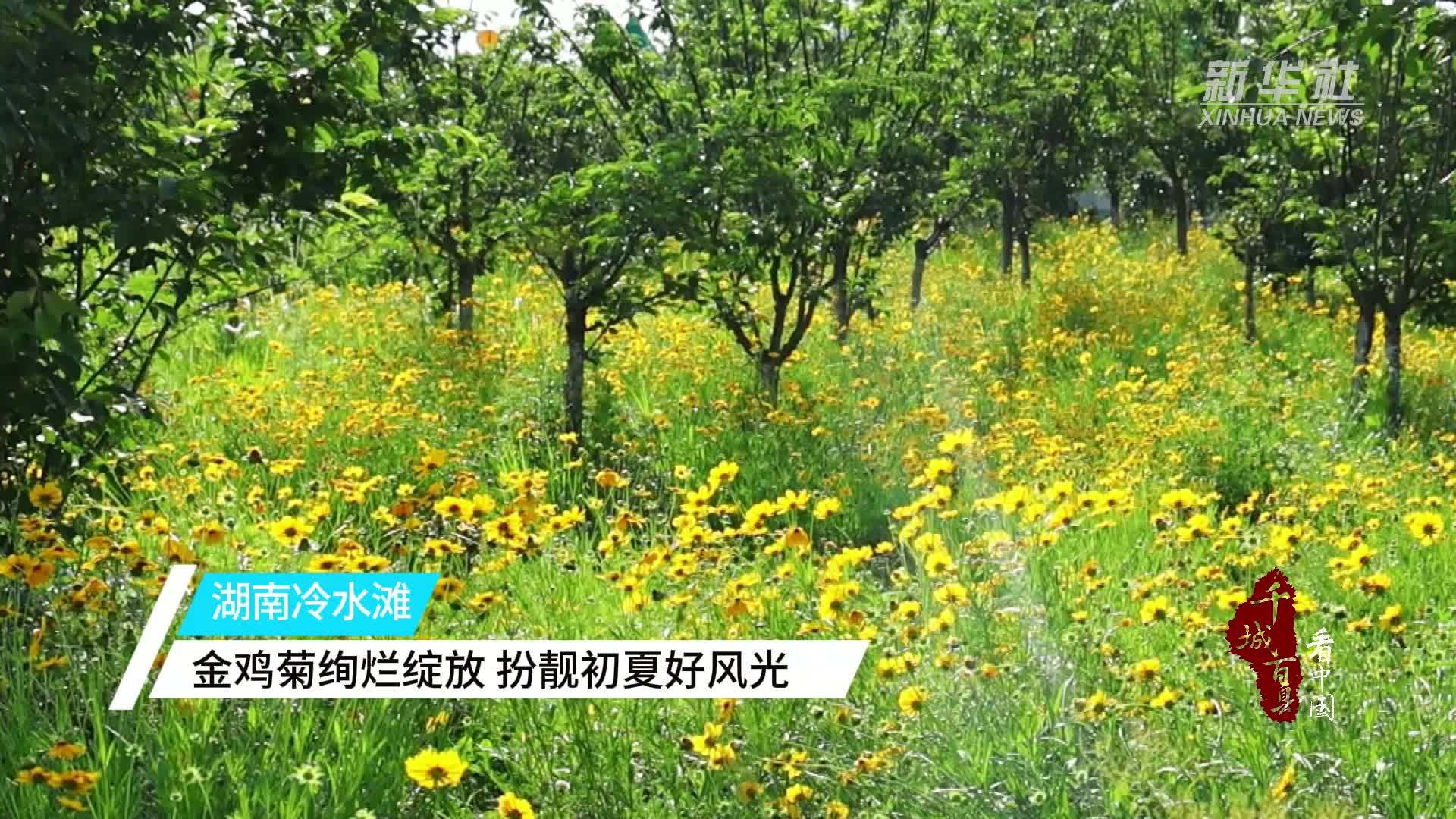 千城百县看中国｜湖南冷水滩：金鸡菊绚烂绽放 扮靓初夏好风光