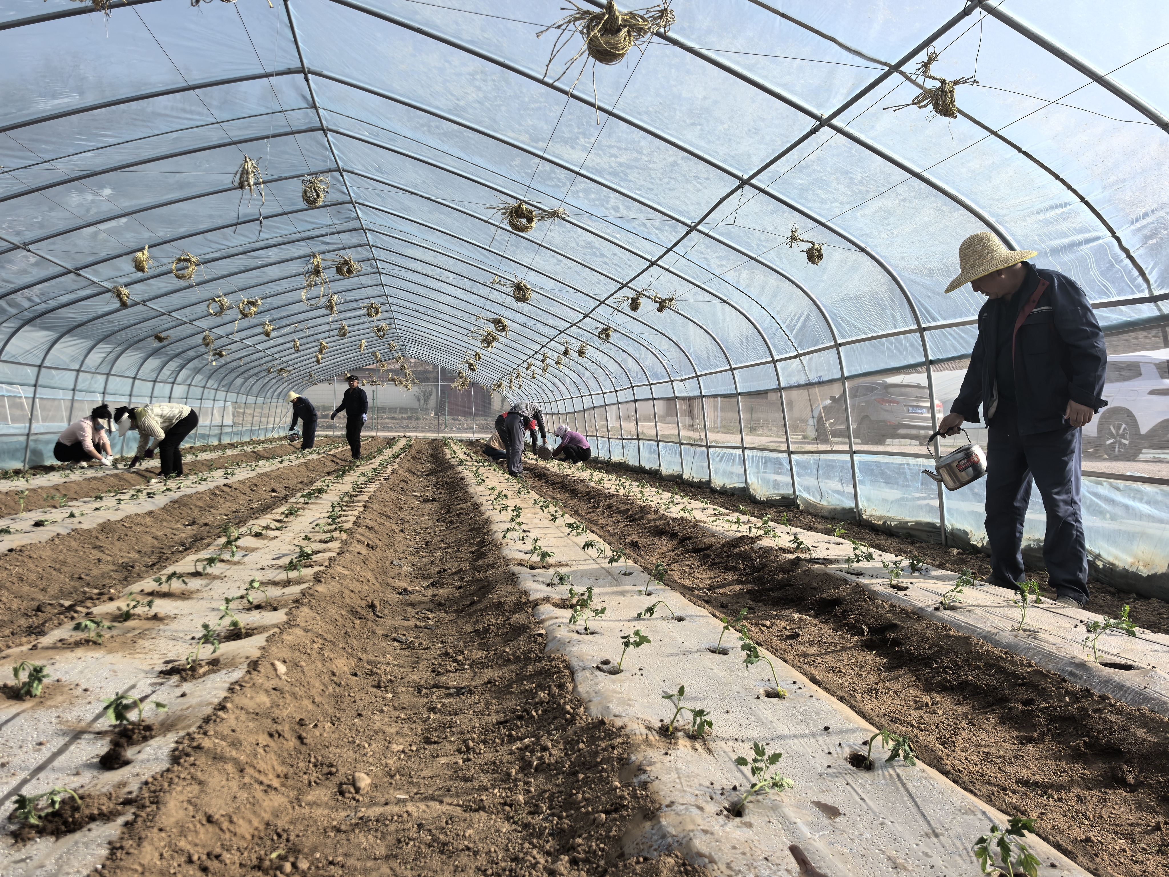 华亭“菜篮子”拎得稳 这样“蔬”写致富故事