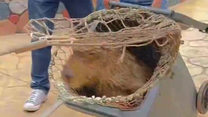 出逃卡皮巴拉“抓捕”视频曝光，最后一只在园区沼泽地