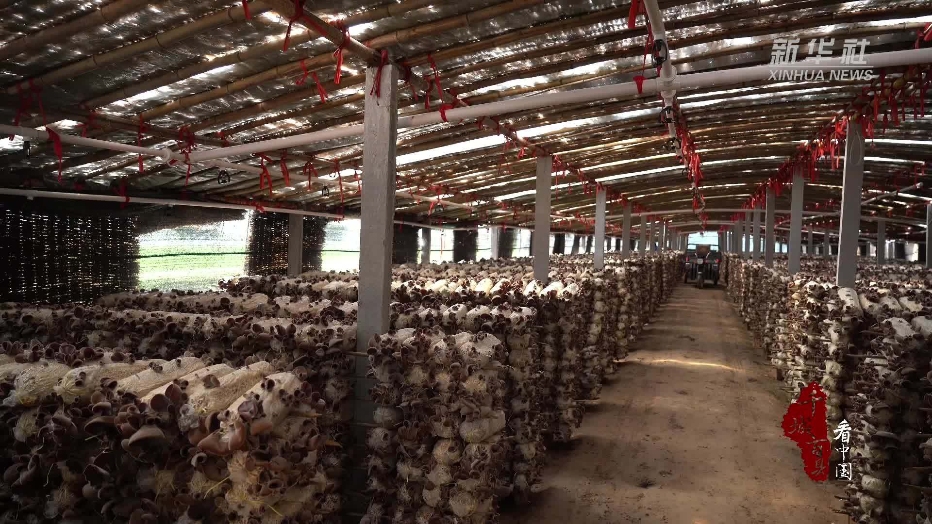 千城百县看中国｜山东成武：返乡青年“解锁”木耳共富经