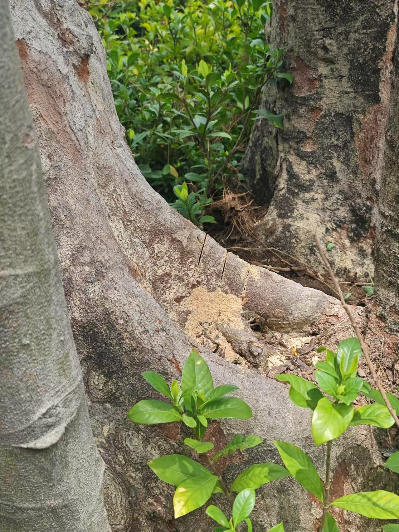 锯树采蜜？宝安西乡一男子违法砍树被抓现形