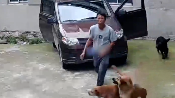 4只狗“开车”撞墙，还“按”了2次喇叭提醒？狗主人：可能是手刹没拉紧引发溜车