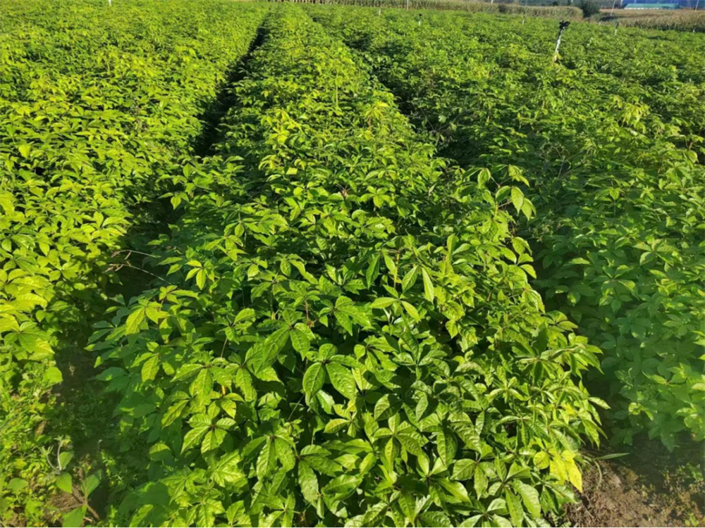（刺五加种植基地）