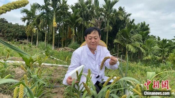 图为敖汉旗一位技术人员在海南试验育种“敖谷8000”。敖汉旗委宣传部 供图