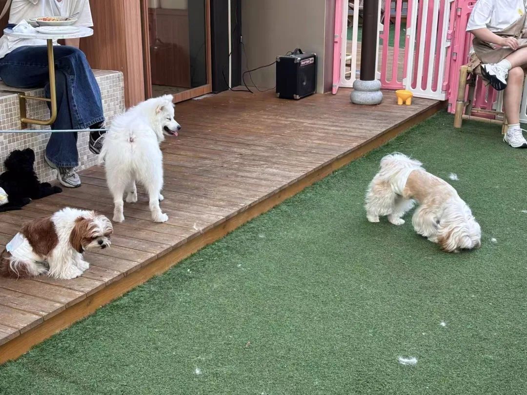 没有停放在“停狗位”的狗狗。图/九派新闻 蔡晓萱