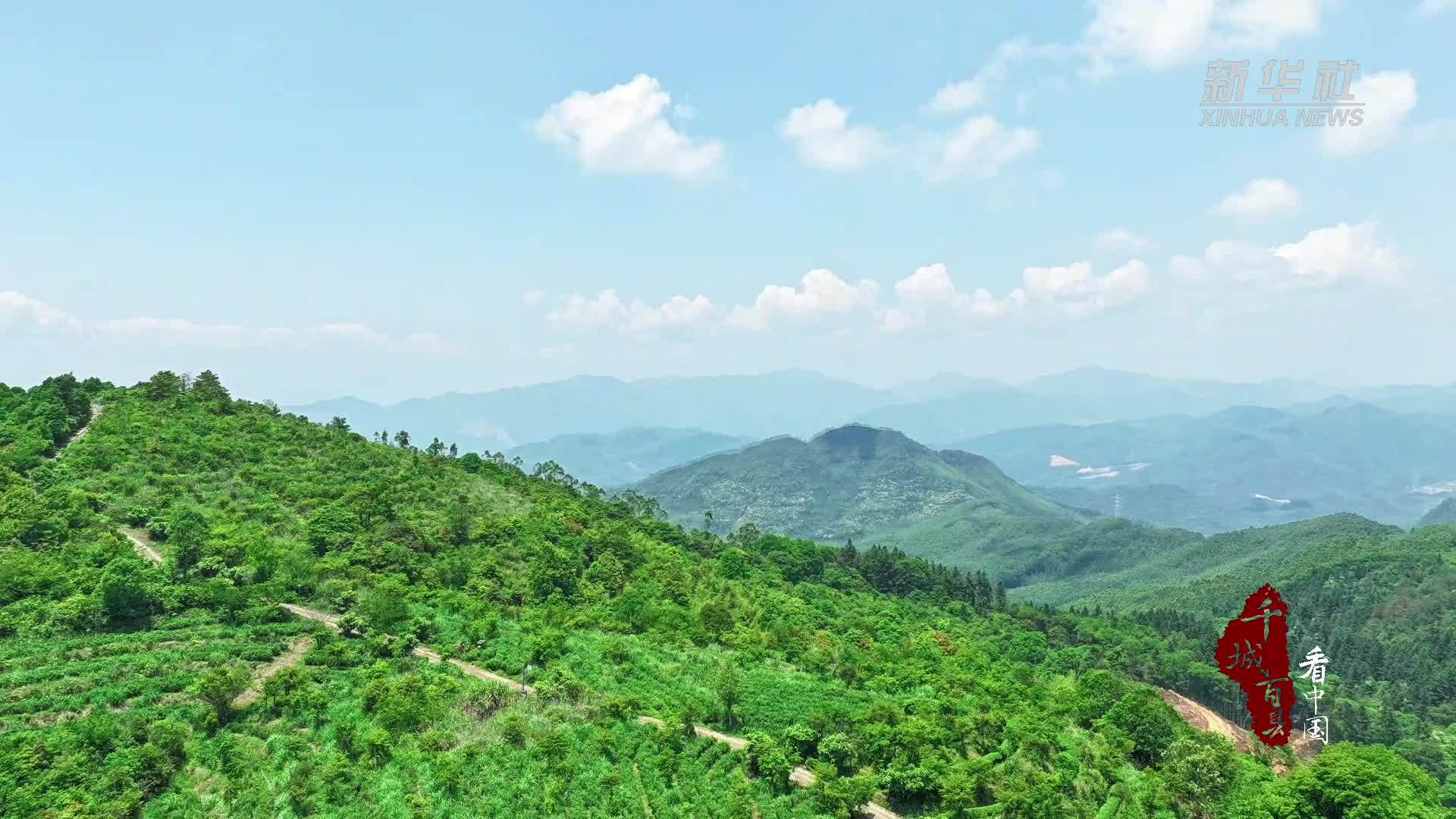 千城百县看中国｜福建长泰：高山有机茶叶采摘忙