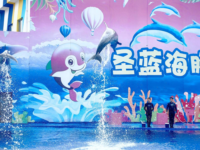 （图为圣蓝海洋公园海豚表演 栾鸿浩供图）