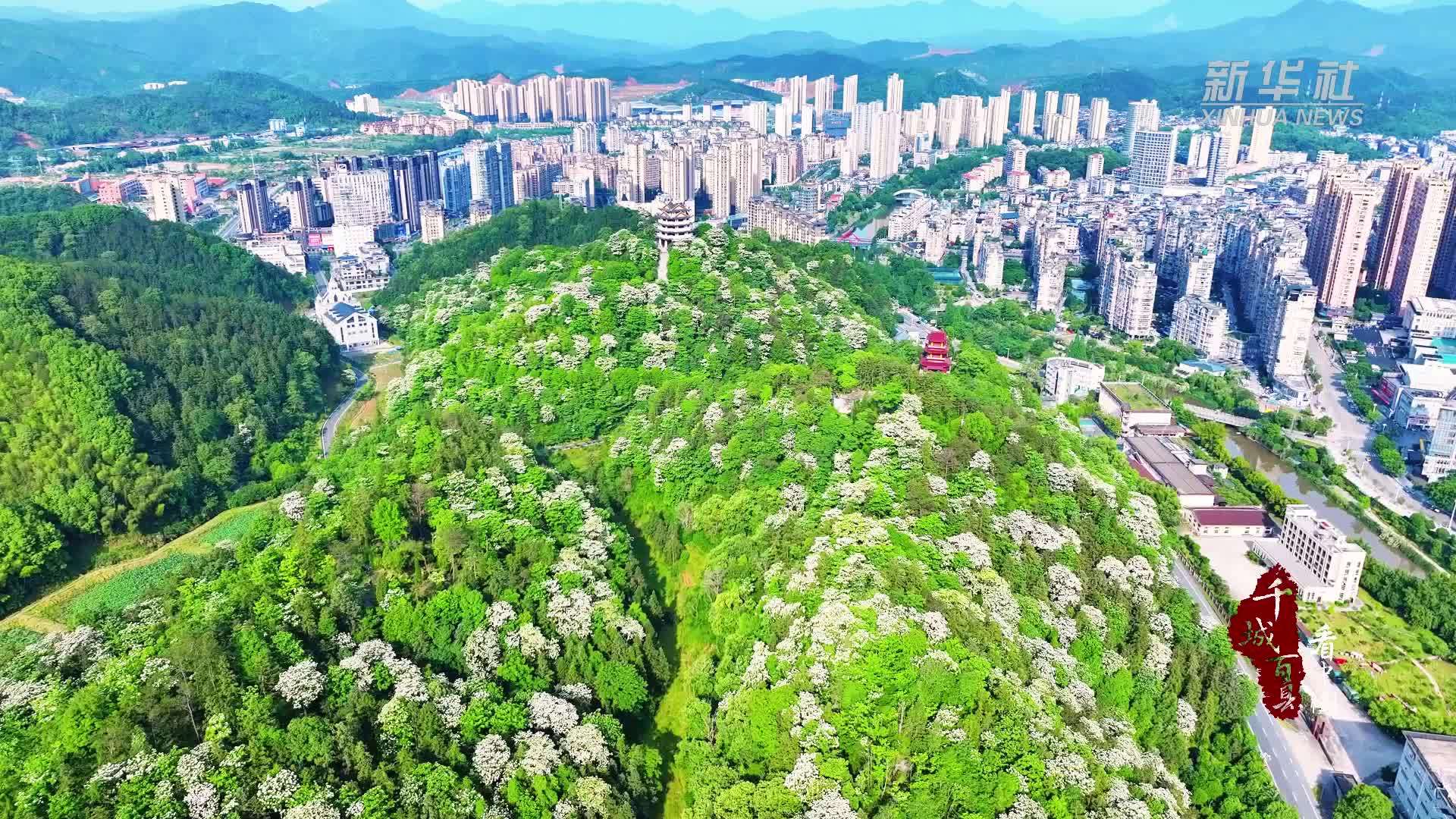 千城百县看中国｜福建邵武：“红飘带”邂逅一场“五月雪”