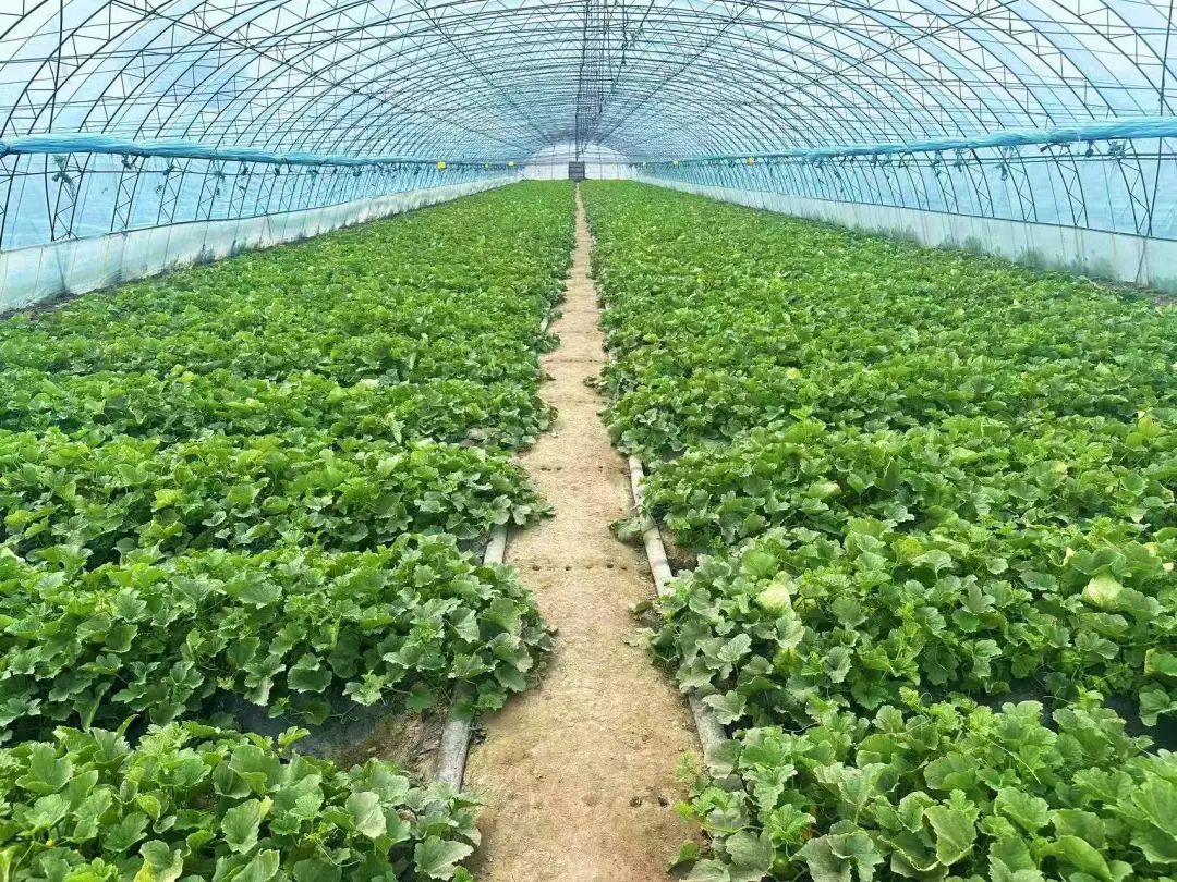 乾安县冷棚香瓜喜获丰收 特色种植助力乡村振兴凤凰网吉林_凤凰网