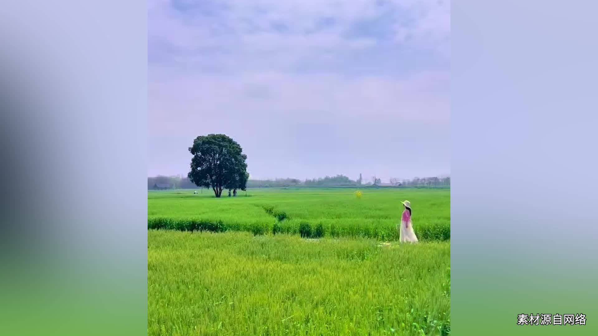 成都麦田“野生网红地”爆红后遭破坏，有人凌晨去打卡，管理方：增设游览通道和观景平台