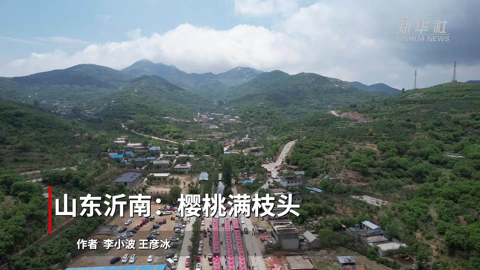 山东沂南：樱桃满枝头
