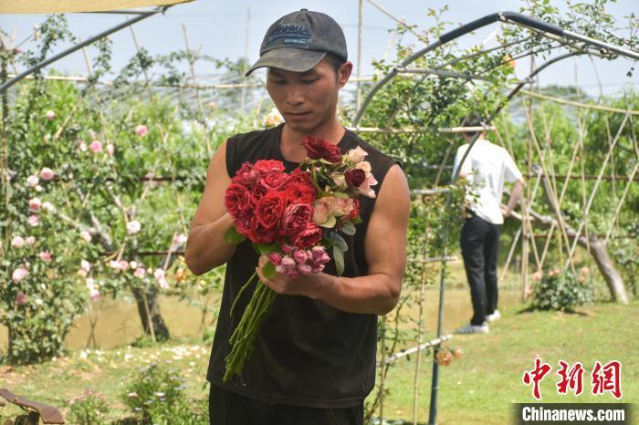 图为花圃基地负责人李兴东正在打包花朵。巫发阳 摄